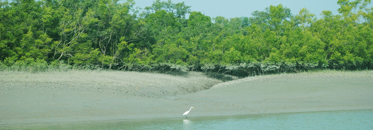 Sundarban Residency inner view