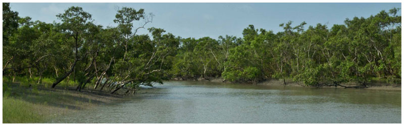 Sundarban mangrove